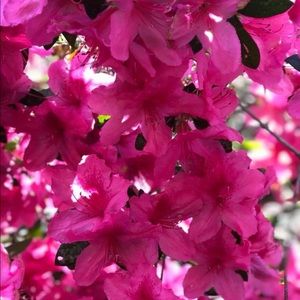 Meet your Posher, Bailey